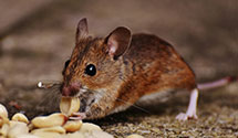 24 Hour & Emergency Exterminators in Durham, ME